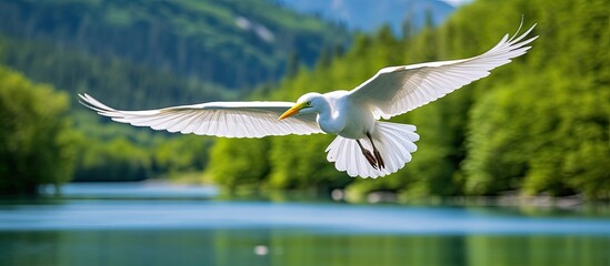 Obraz premium In the beautiful expanse of nature, under the blue sky of a summer day, a magnificent white bird with yellow beak and feathers spreads its wings and glides gracefully over a vibrant green landscape