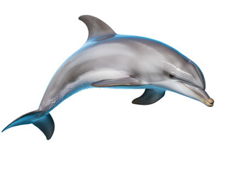 Dolphin Studio Shot Isolated on Clear White Background, Generative AI