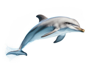 Dolphin Studio Shot Isolated on Clear White Background, Generative AI