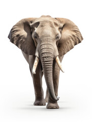 Fototapeta premium Elephant Studio Shot Isolated on Clear White Background, Generative AI