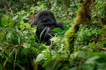 Eastern Gorilla (Gorilla beringei) critically endangered largest living primate, lowland gorillas or Grauer's gorillas (graueri) in the green rainforest, adults and child feeding and playing