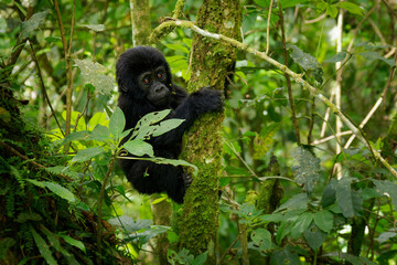 Eastern Gorilla (Gorilla beringei) critically endangered largest living primate, lowland gorillas or Grauer's gorillas (graueri) in the green rainforest, adults and child feeding and playing - 681746818
