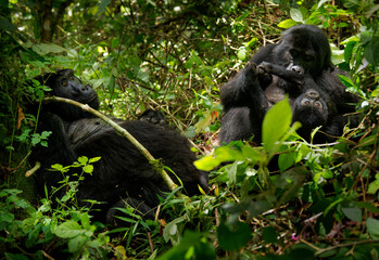 Eastern Gorilla (Gorilla beringei) critically endangered largest living primate, lowland gorillas...