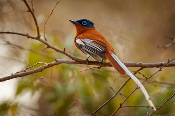 Malagasy Paradise Flycatcher (Terpsiphone mutata)  bird with long tail in Monarchidae, found in Comoros, Madagascar and Mayotte, subtropical or tropical dry forest and moist lowland forest - 681746897