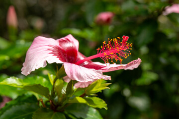 A pink and red hibiscus flower with green foliage against a blurred backgound in Kauai, Hawaii, United States.
