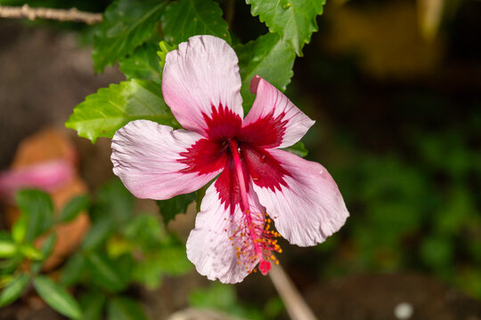A pink and red hibiscus flower with green foliage against a blurred backgound in Kauai, Hawaii, United States.
