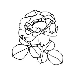 Linear botanical sketch of rose flower. Vector graphics.