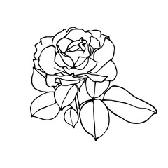 Linear botanical sketch of rose flower. Vector graphics.
