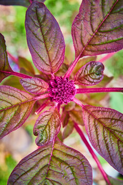 Amaranthus Cruentus the red garnet plant opening up like renewal of the promise of life