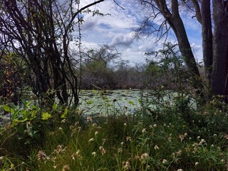 Humedal con nenúfares en el municipio de Hopelchén, Campeche, México