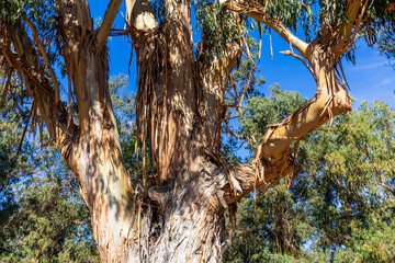 Beautiful old eucalyptus in the arboretum grove, Palo Alto, California