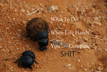 Africa- Close Up of Dung Beetles Rolling a Ball of Dung