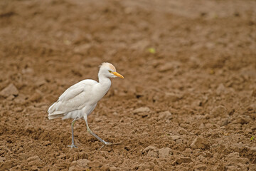 Western cattle heron (Bubulcus ibis) foraging in the field.