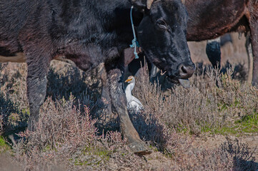 Western cattle heron (Bubulcus ibis) feeding among the cows.