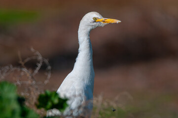 Western cattle heron (Bubulcus ibis) close-up.