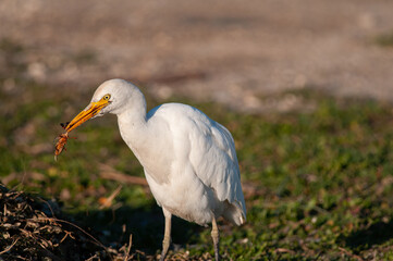 Western cattle heron (Bubulcus ibis) catching its prey.