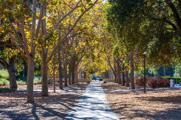 Autumn in the Bay Area. Palo Alto, California