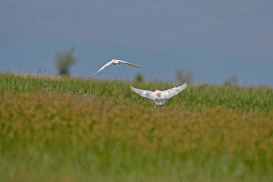Western cattle heron (Bubulcus ibis) flying over green grass in a wetland.