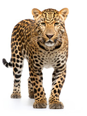 Obraz premium Leopard Studio Shot Isolated on Clear White Background, Generative AI