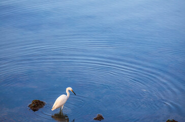White Egret wading in tidal overflow on the beach in Bayside Park, California