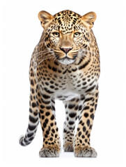 Fototapeta premium Leopard Studio Shot Isolated on Clear White Background, Generative AI