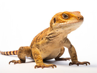 Lizard Studio Shot Isolated on Clear White Background, Generative AI