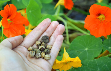 Image of nasturtium seeds and flowers.