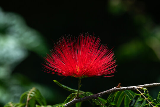 Delicate red blossom of the Flame Bush, Mimosa Tree, Calliander in Kauai, Hawaii, United States.
