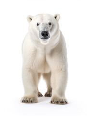 Fototapeta premium Polar Bear Studio Shot Isolated on Clear White Background, Generative AI