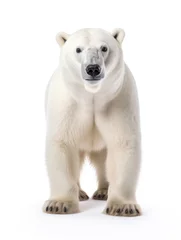 Foto op Canvas Polar Bear Studio Shot Isolated on Clear White Background, Generative AI © Vig