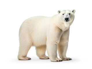 Polar Bear Studio Shot Isolated on Clear White Background, Generative AI