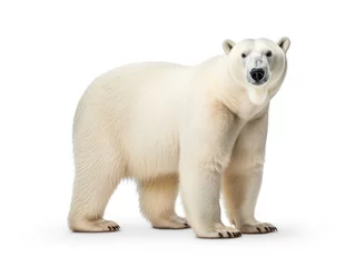 Foto op Canvas Polar Bear Studio Shot Isolated on Clear White Background, Generative AI © Vig