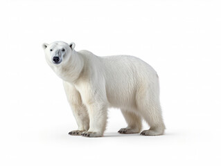 Fototapeta premium Polar Bear Studio Shot Isolated on Clear White Background, Generative AI
