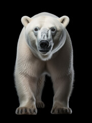Obraz premium Polar Bear Studio Shot Isolated on Clear Black Background, Generative AI
