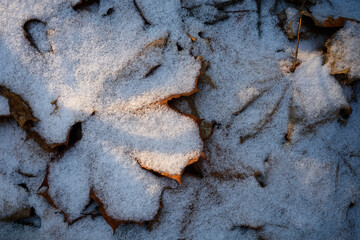 fallen leaves covered with first snow with a spot of sunlight close-up. top view. artistic winter photo