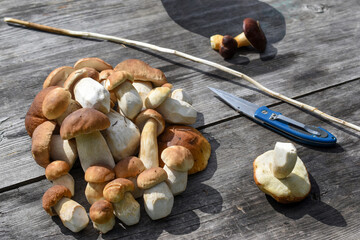 Freshly picked porcini mushrooms lie in a heap on a wooden table. Appetizing mushrooms and a knife close-up on a background of a gray wooden surface.