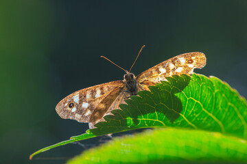 Speckled wood butterfly Pararge aegeria side view