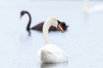 Obraz premium Black swan, Cygnus atratus, and mute swan, Cygnus olor,