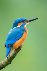Close up of a Kingfisher, Alcedo Atthis, fishing