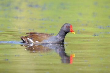 Closeup of a Common moorhen, Gallinula chloropus