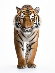 Tiger Studio Shot Isolated on Clear White Background, Generative AI