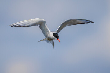 Common Tern, Sterna hirundo, hunting