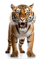 Fototapeta premium Tiger Studio Shot Isolated on Clear White Background, Generative AI
