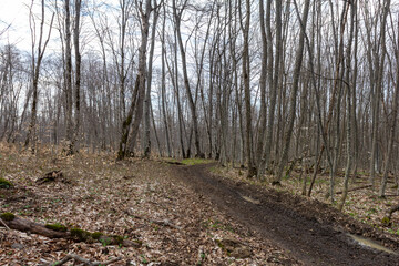 Spring period, forest park awakening in nature, flowering plants and walking on a sunny day.