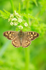 Obraz premium Speckled wood butterfly, Pararge aegeria, top view