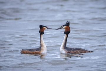 Great crested grebe Podiceps cristatus mating during Springtime