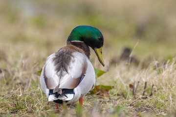 A male mallard dabling duck, Anas platyrhynchos, standing in grass,