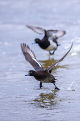 Tufted duck, Aythya fuligula, swimming