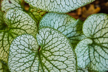 Silver and green Jack Frost, Heartleaf Plant, leaves close up in background asset