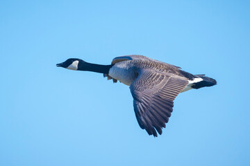 Canadian goose Branta canadensis in flight migrating